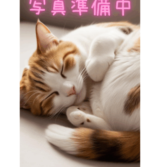 愛猫 白川ひな