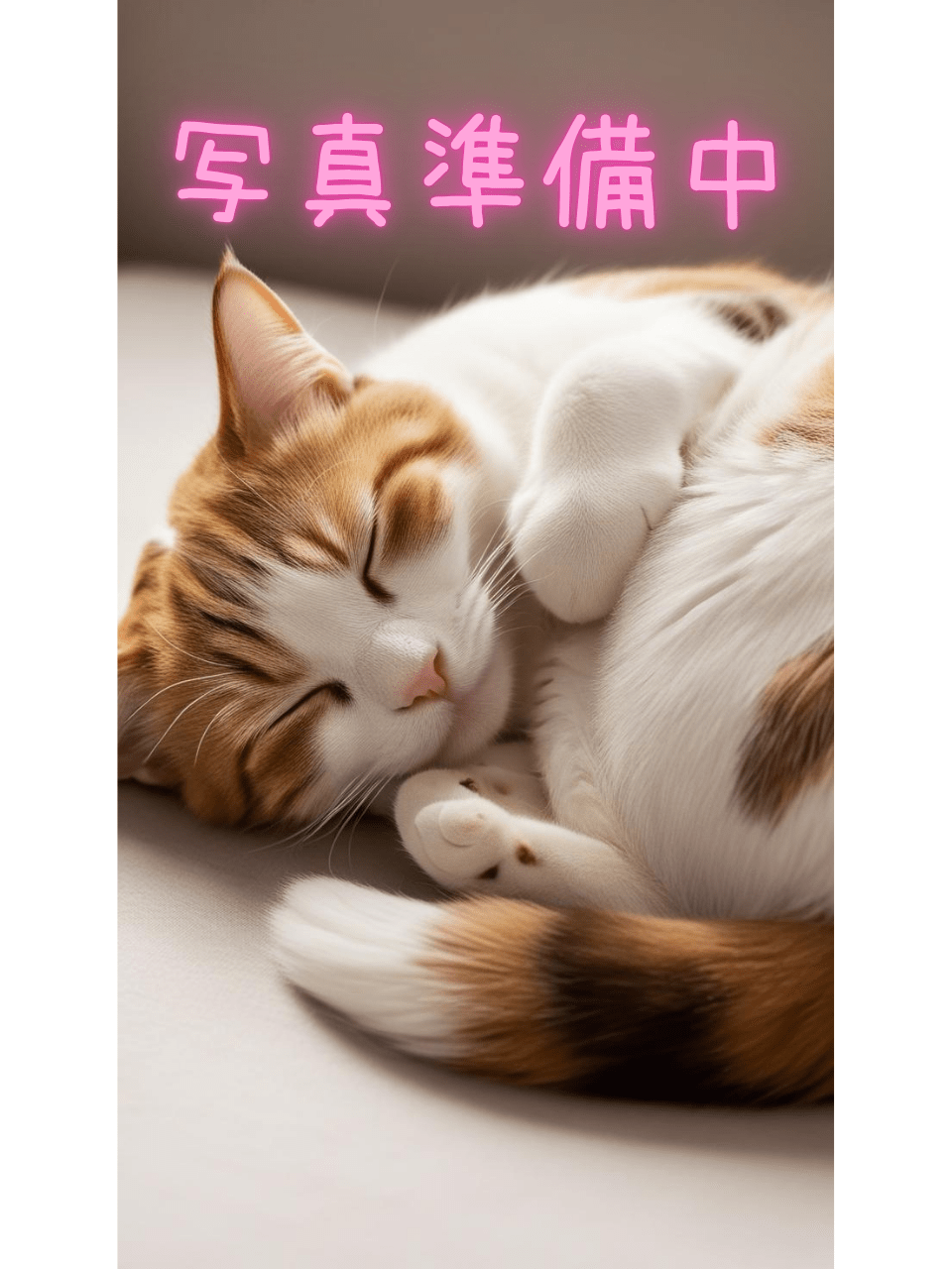 愛猫 白川ひな