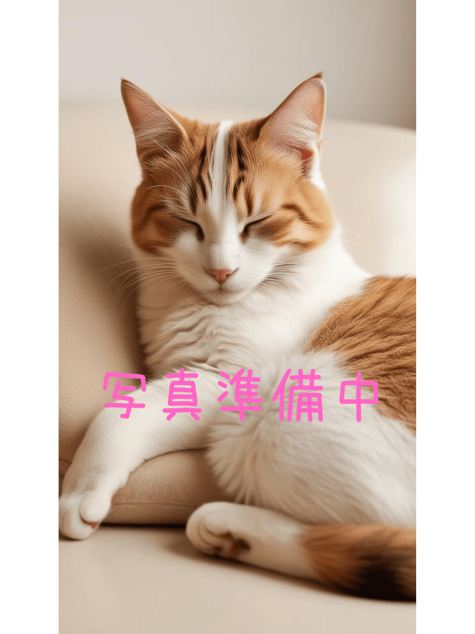 愛猫 美波あお